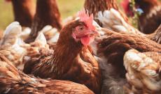 Allerta aviaria, rischio alto