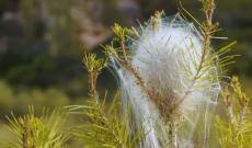 Allarme processionaria