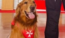 Addio Leo, dottore a quattro zampe