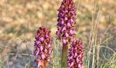 Orchidee giganti vandalizzate sui Colli Euganei