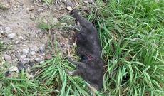 "Micio investito e gettato via: non fatelo"