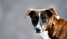 Guerra in Ucraina, i cani cambiano per sopravvivere