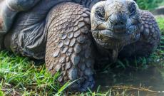 Testuggini del Busatello, la genetica conferma una popolazione autoctona