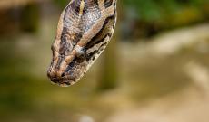 Pitone non mangia da quattro mesi: il proprietario lancia un appello