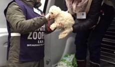 28 cuccioli salvati dal traffico