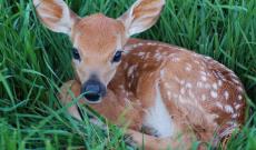 Cerbiatto investito in viale Amendola