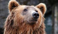 Blitz animalista a Verona per l&rsquo;orso Papillon