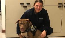 Pitbull scappa e semina il panico