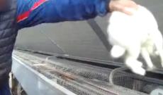 "Animali massacrati in allevamento"