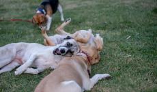 Educazione cinofila, al via gli incontri gratuiti in provincia di Padova