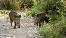 Colli Euganei, allarme cinghiali