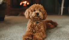 Cuccioli nascosti tra i bagagli: salvati 11 barboncini