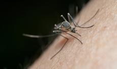 West Nile a Padova: primo caso del 2026