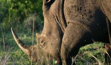 Al Parco Natura Viva torna il rinoceronte