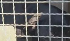 Il cagnone rubato torna a casa dopo 8 anni