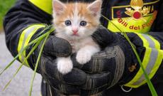 Sente un miagolio dal cofano e chiama i soccorsi