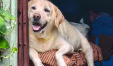 Ricoverata per un tumore, riabbraccia il suo cane in ospedale