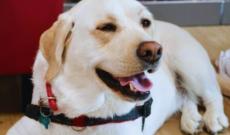 Il cane che ha &ldquo;svelato&rdquo; il tumore