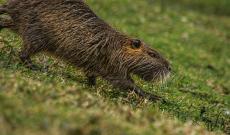 Nutrie, nasce la piattaforma digitale in Veneto