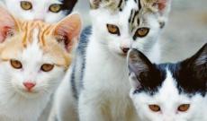 La colonia dei mici rischia di restare senza cibo