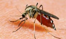 Parte la lotta alle zanzare