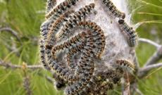 E' gi&agrave; allarme processionaria