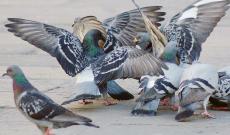 "Piovono piccioni morti": &egrave; allarme aviaria