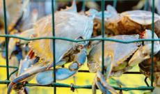 Ora si guadagna con i gusci