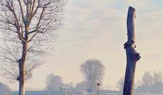 &ldquo;Tagliati alberi sotto vincolo&rdquo;