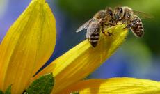 Scoprire il mondo delle api