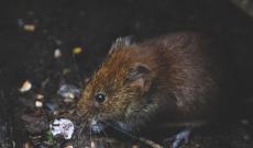 Ecco il piano contro i ratti