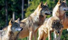 Lupi in Polesine, come conviverci