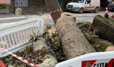 Abbattuta la storica magnolia