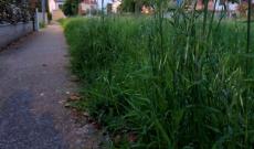 multe in arrivo per chi non taglia l'erba