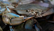 Troppi costi, la filiera non funziona