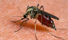 Da domani la disinfestazione