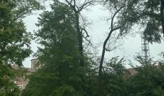 Dopo i controlli due alberi morti