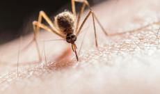 Dichiarata la guerra alle zanzare