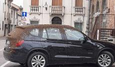 Uno sciame d&rsquo;ami ricopre un&rsquo;auto