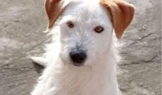 Aron &egrave; sparito, l&rsquo;appello della padrona: &ldquo;Aiutatemi&rdquo;