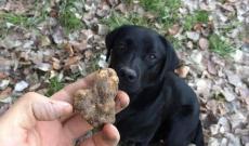 I maghi della caccia al tartufo