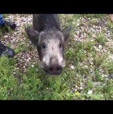 Cinghiale a spasso per le vie della citt&agrave;.