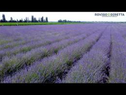 Ca' Mello sfida la Provenza con la lavanda