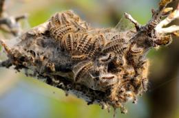 Invasione di processionaria, pineta a rischio
