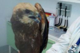 Il falco ferito non riesce a volare: salvato