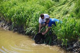Carpe, tinche e anguille in acqua