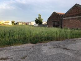 Viale Oroboni, prolificano ratti e zanzare