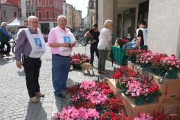 Festa della mamma: le azalee di AIRC si comprano... online