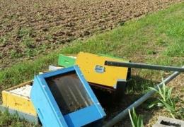 Vandali scatenati, decine di migliaia di api uccise per... gioco