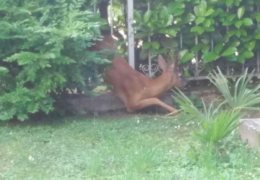 Capriolo incastrato nella ringhiera di un palazzo: salvato